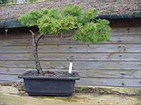 juniperus 2.JPG